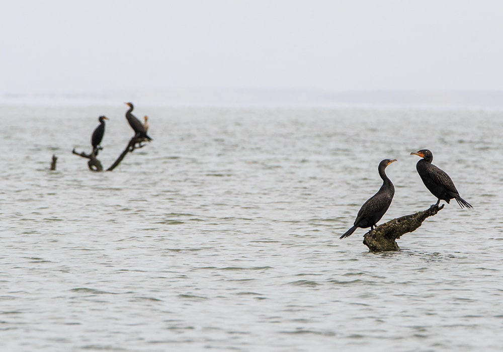 Baja California Sur, Birds