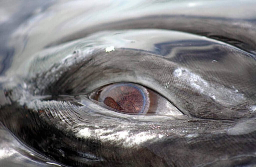 Whale eye