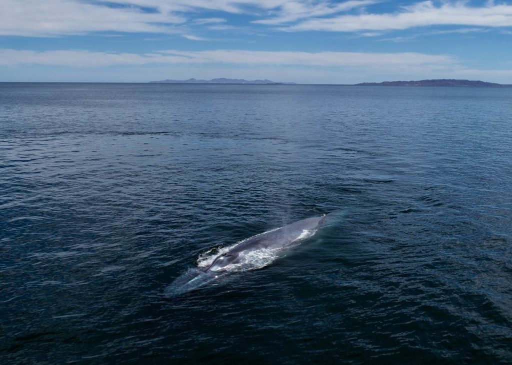 Blue whale near the surface in the Sea of Cortez, the best place to see blue whales