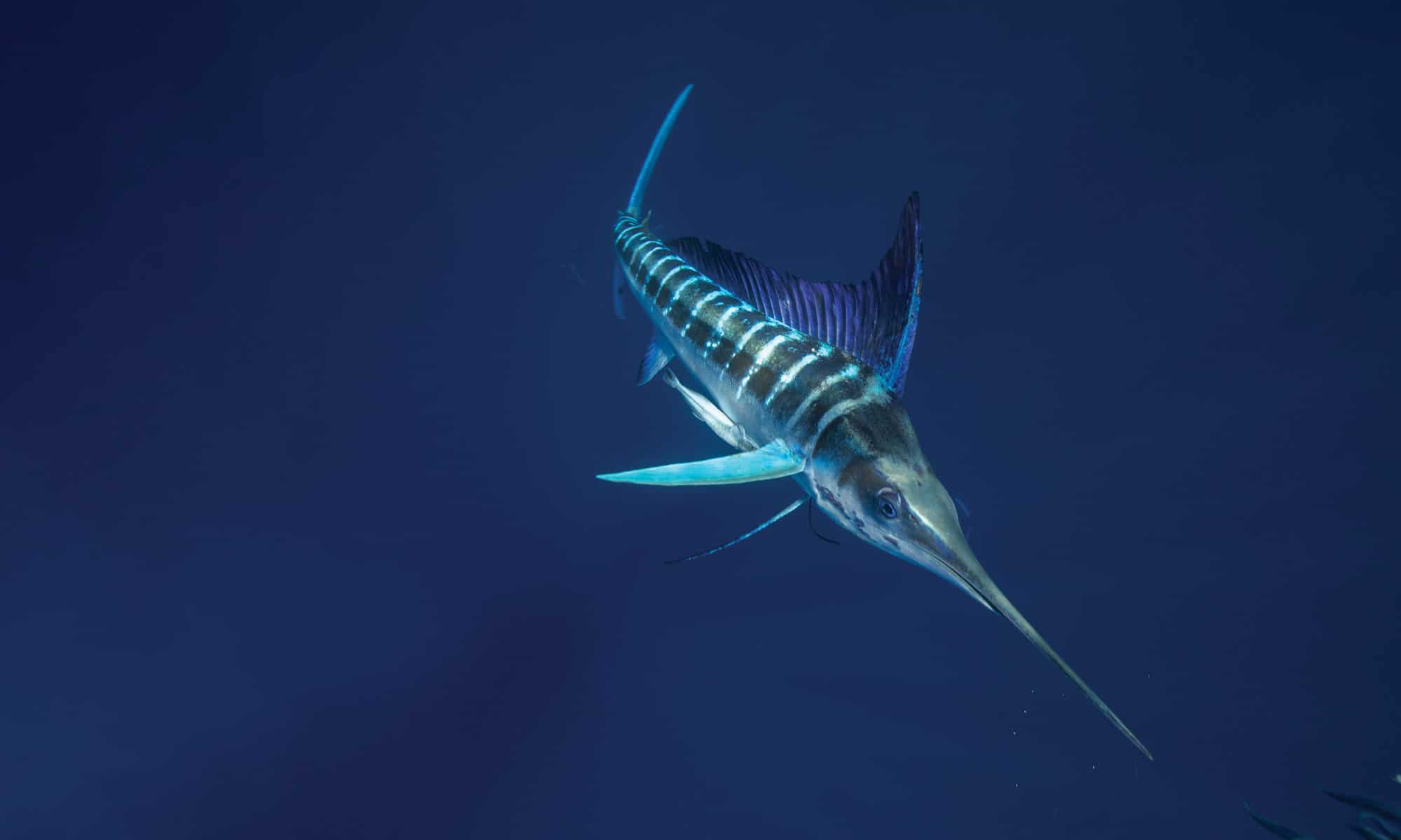 Striped Marlin - Magdalena Bay