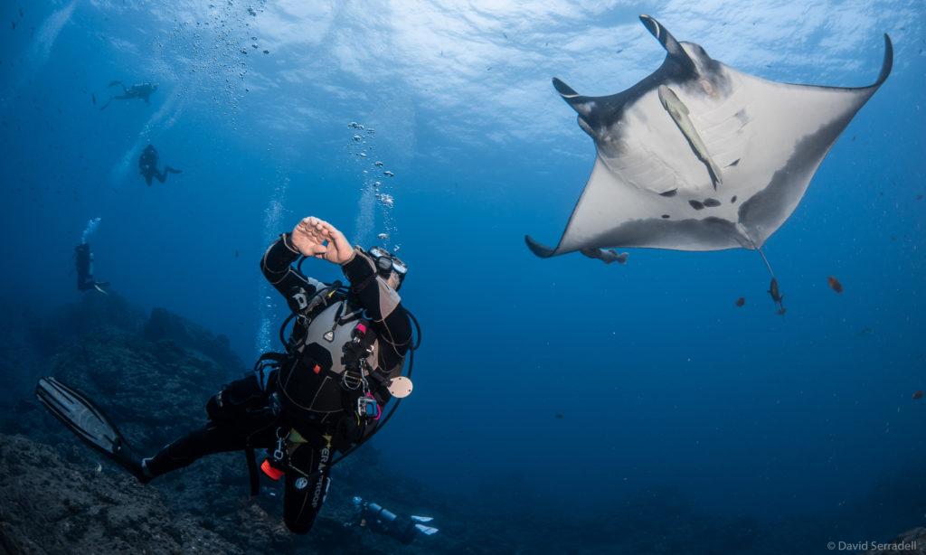 Scuba diver looking up at a stunning manta ray