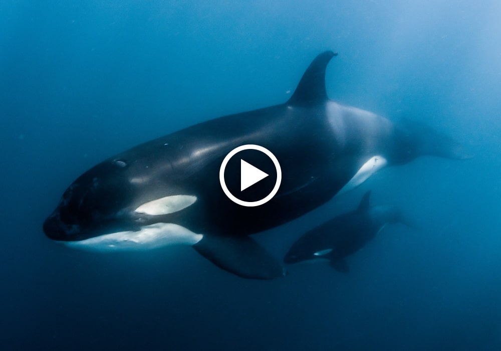 Sea of Cortez, Mobulas & Orcas - © David Serradell 