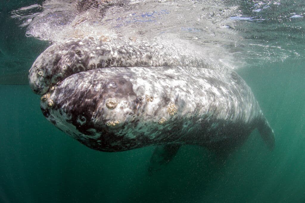 Gray whale barnacles