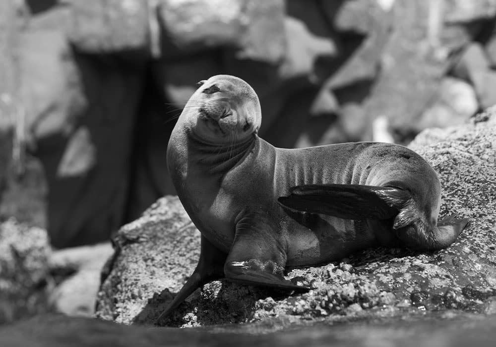Sea of Cortez, Baby Sea Lion - © David Serradell