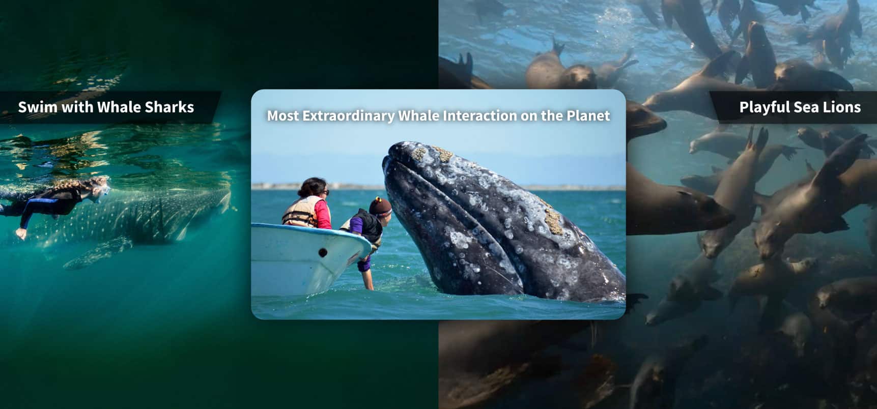 SIL Whale Sharks combo