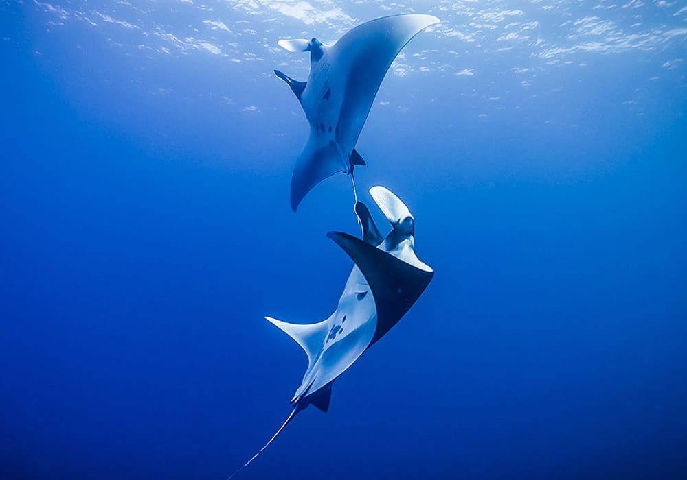 Dancing Mantas - © Scott Davis