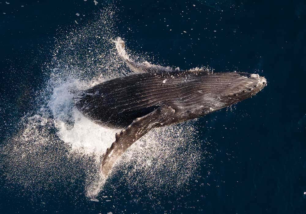 Socorro, Humpback Whale - © David Serradell