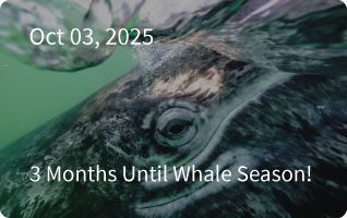 San Ignacio Newsletter