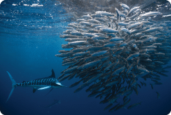 Magdalena Bay Sardine Run