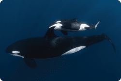 Mobulas and Orcas expeditions