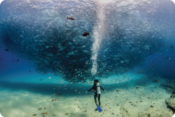 Sea of cortez 5 days diving