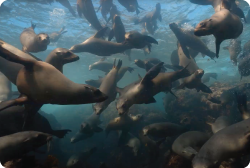 Sea of cortez scuba diving liveaboard