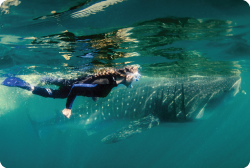 Ultimate whale shark bahia de los Angeles