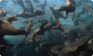 Socorro Island Liveboard adventure