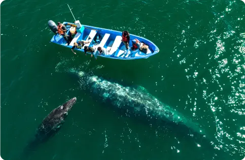 Grey Whale watching at Laguna San Ignacio